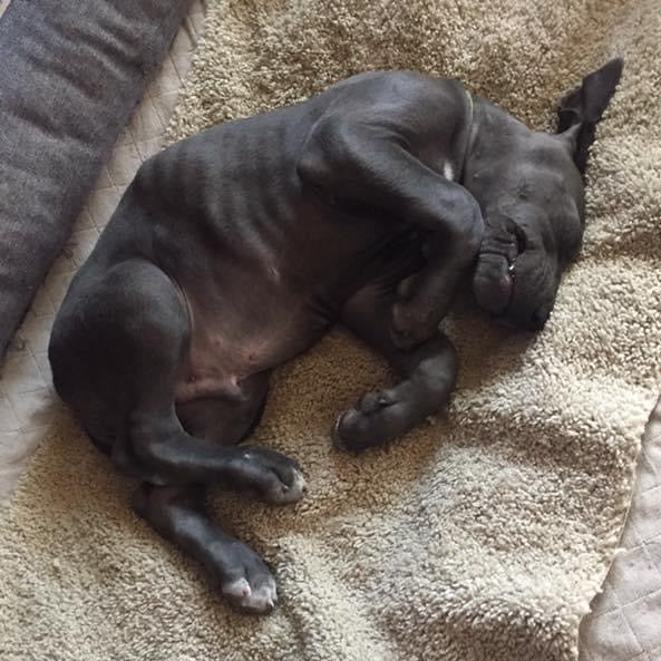 $10.50-Round UP for Rescue