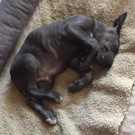 $10.50-Round UP for Rescue