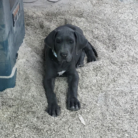 $5.50-Round UP for Rescue