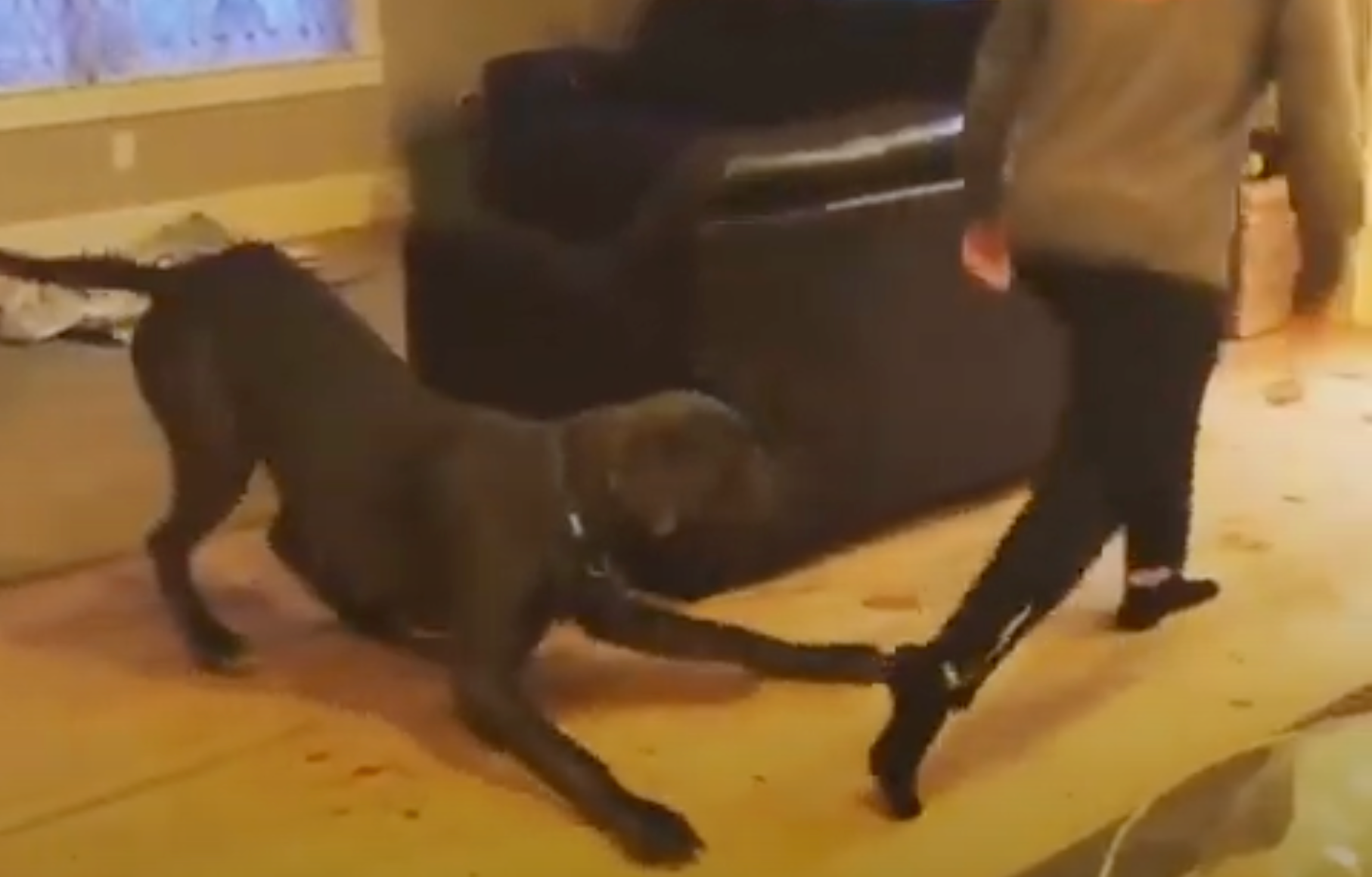 Load video: Lunging Luca, the dog, who went viral for lunging.